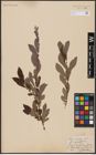 Foto von Salix aurita L.
